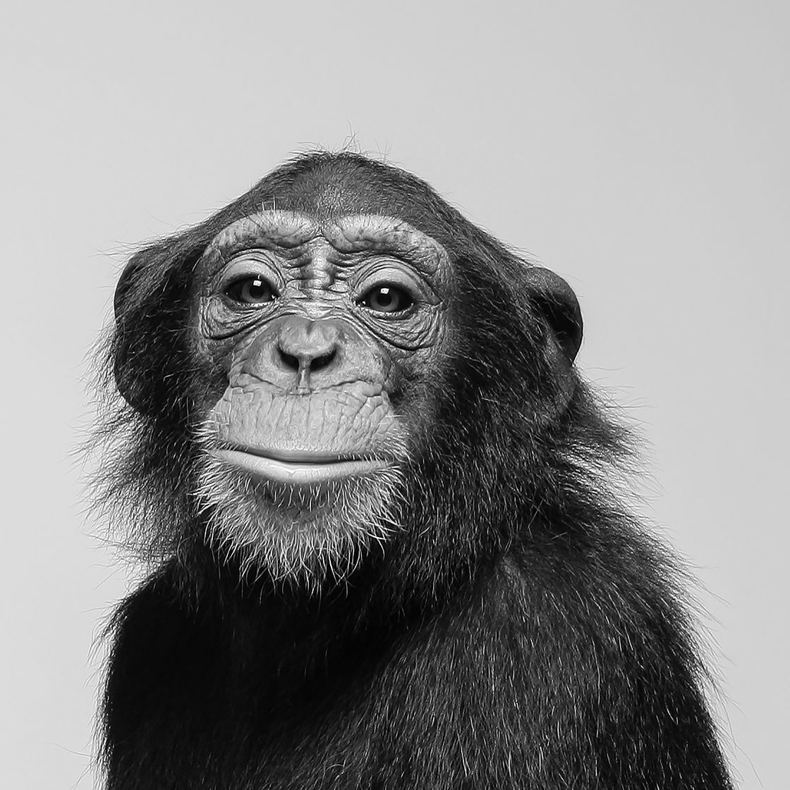 een portret van een chimpansee