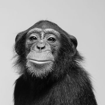 een portret van een chimpansee