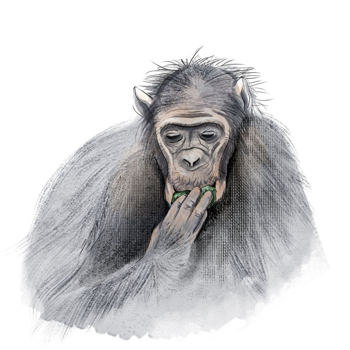 Chimpansees drinken met behulp van in regenwater gedoopte bladeren