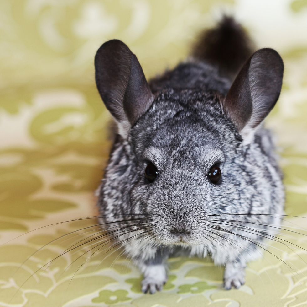  chinchilla-pet-how-to-buy-one