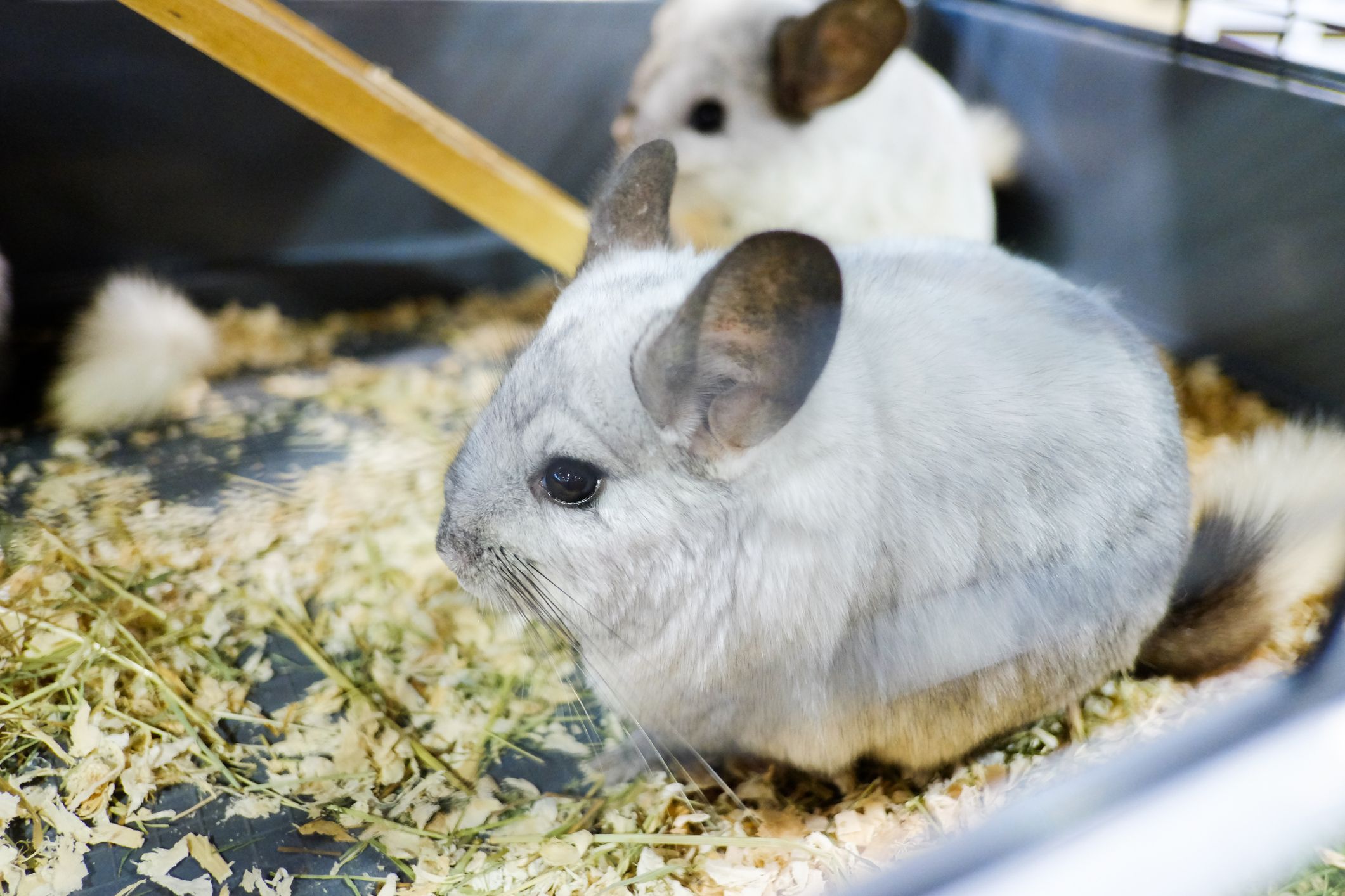 Exotic chinchilla store