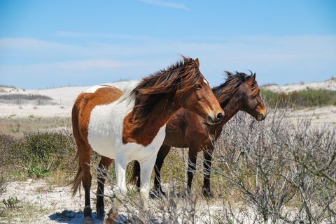 white and brown chincoteague ponies standing on beach with white sand and vegetation