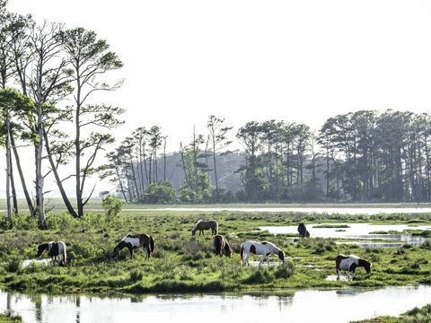 white and brown ponies grazing in marshy area with pools of water and trees