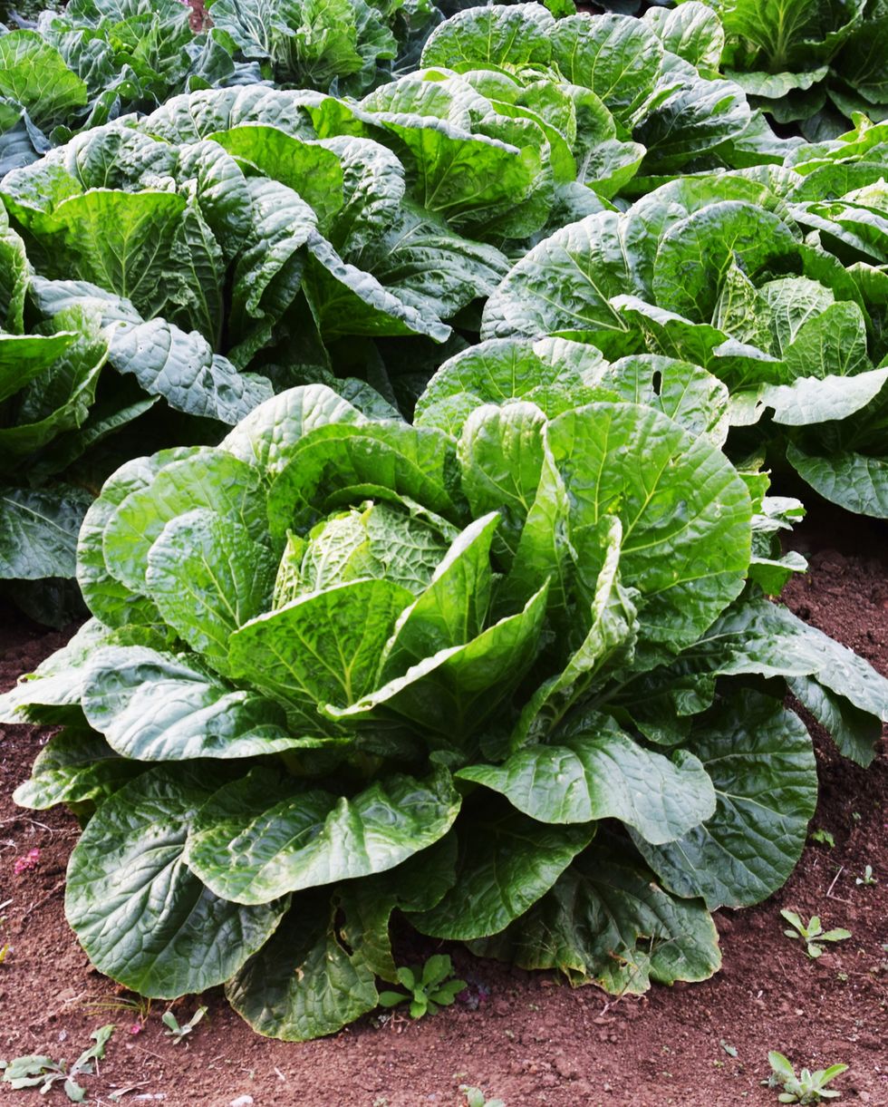best vegetables to grow cabbage