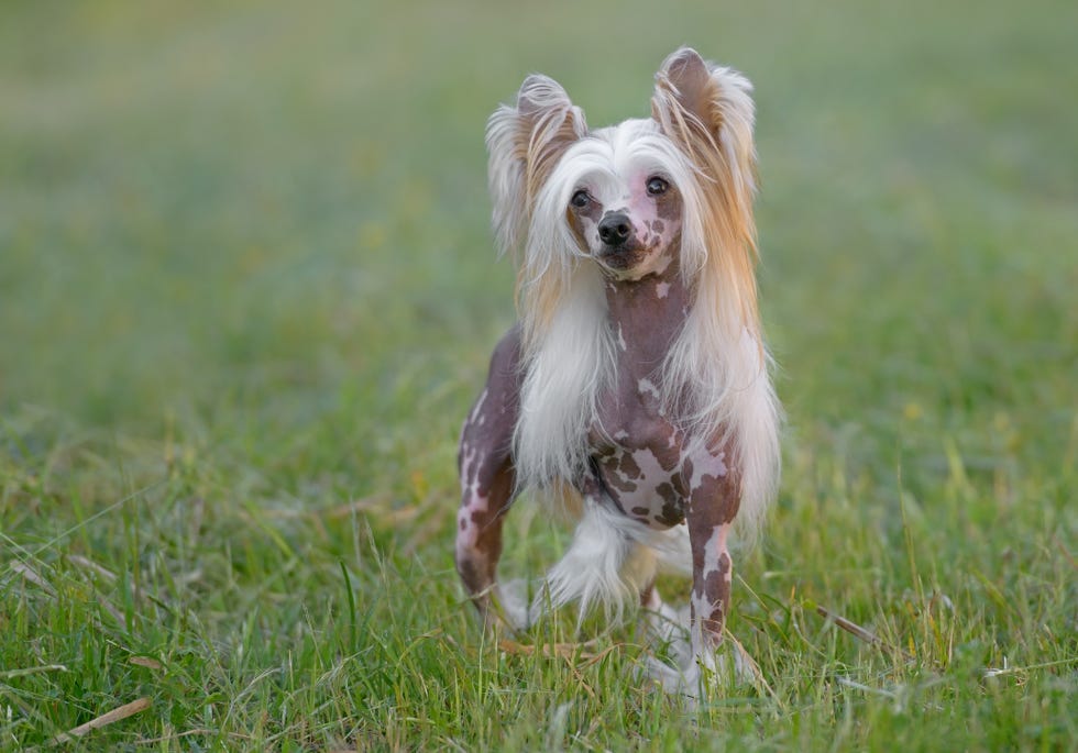 6 Hairless Dog Breeds — Everything You Need To Know, image size:980x979