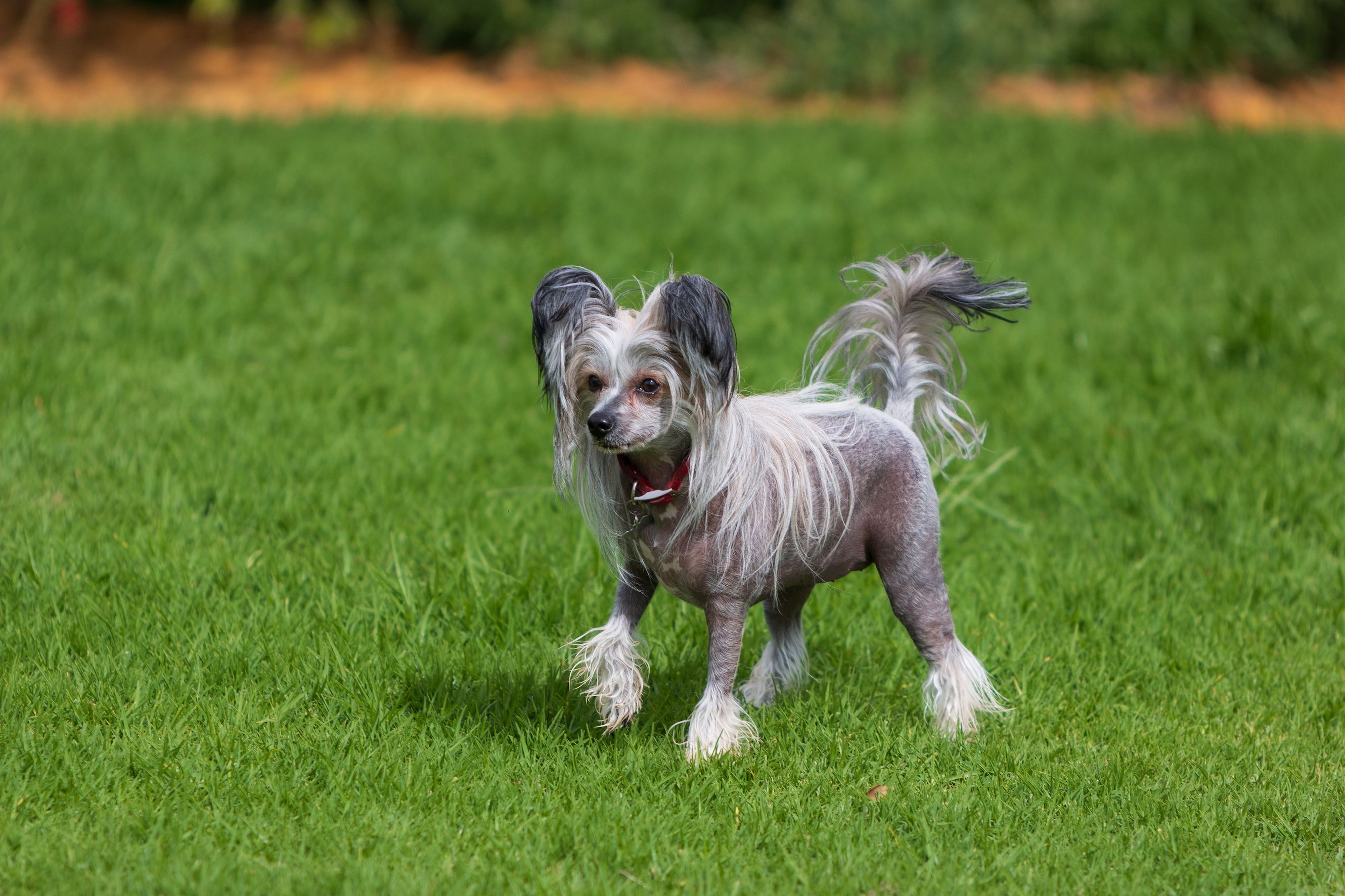 9 Best Hypoallergenic Dogs Dog Breeds for People With Allergies