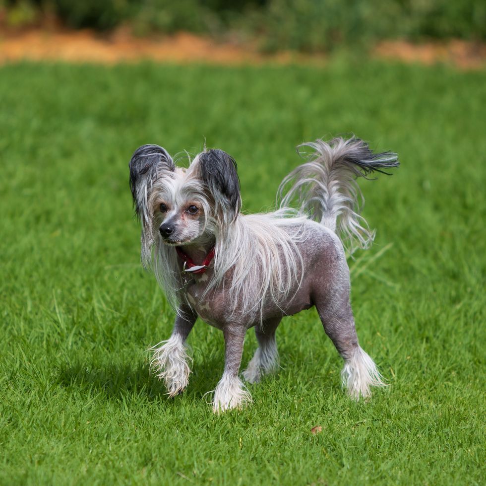 a female sable and white hairy hairless chinese crested dog having fun at a dog park