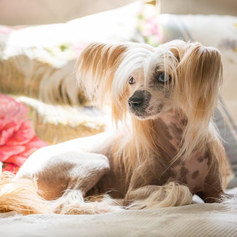 chinese crested dog laying on the couch, dogs that don