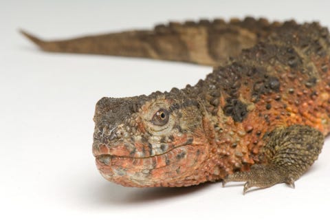 Chinese krokodilstaarthagedis De met uitsterving bedreigde Chinese krokodilstaarthagedis is de laatste nog in het wild levende soort van zijn geslacht en familie die meer dan honderd miljoen jaar op aarde hebben geleefd De subtropische habitat van het reptiel verdwijnt door ontbossing
