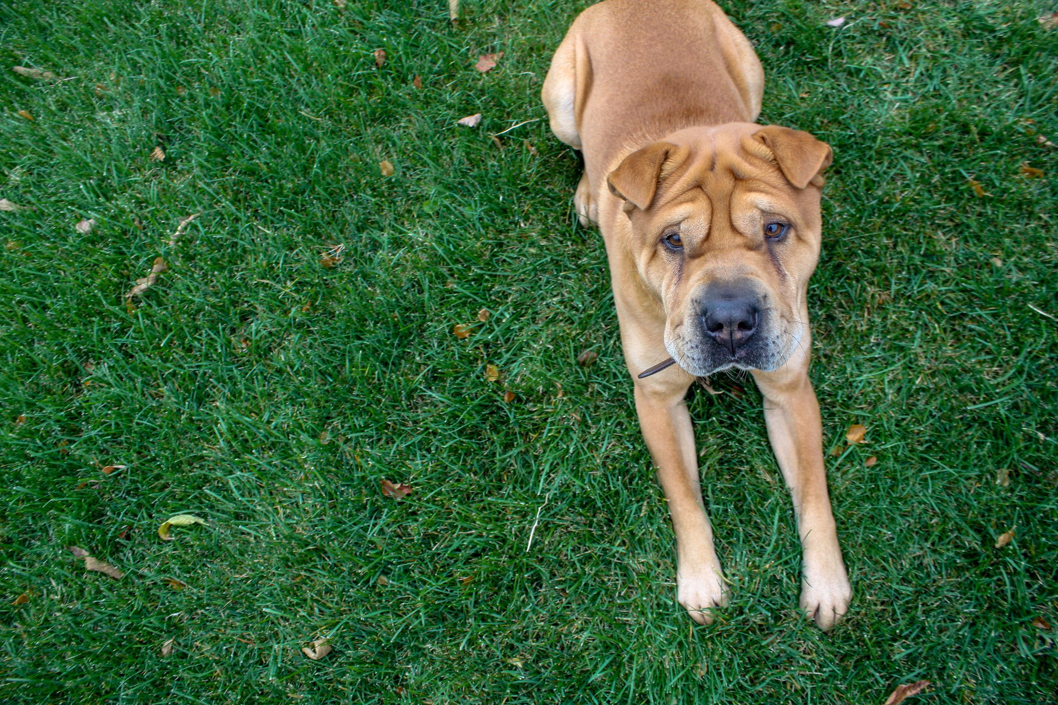 Shar pei store x chow chow