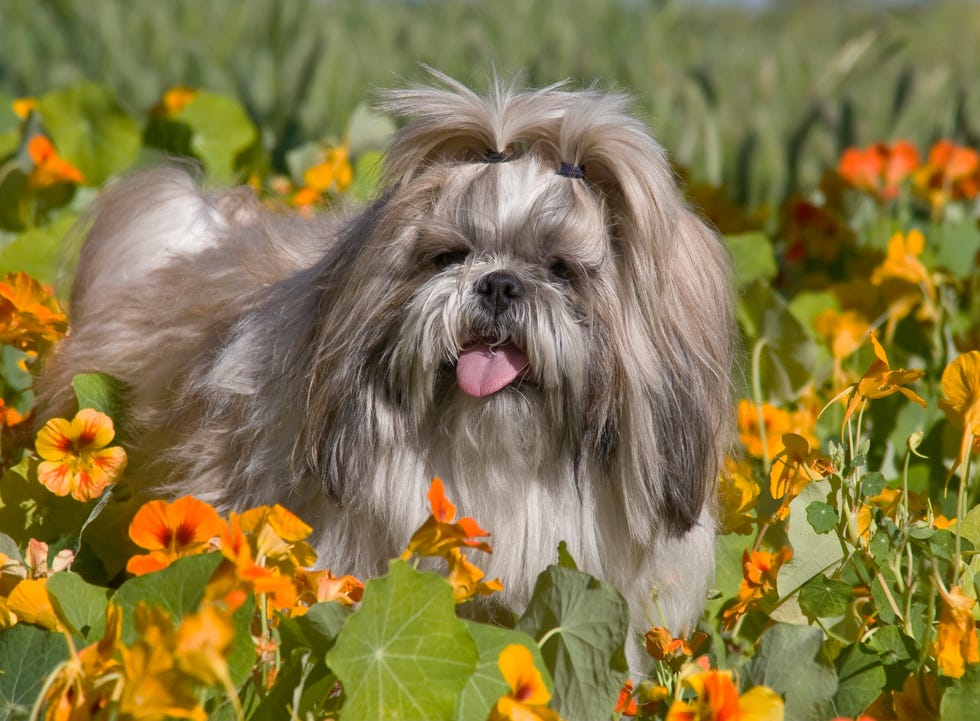 11 Chinese Dog Breeds: Shar Pei, Chow Chow, and More