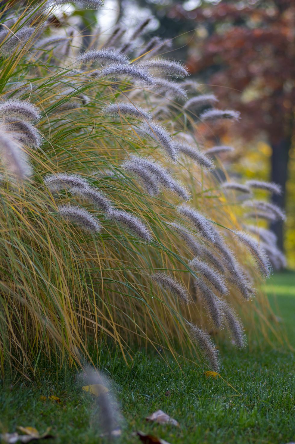 pennisetum alopecuroides hameln cultivated foxtail fountain grass growing in the park, beautiful ornamental autumnal bunch of fountaingrass
