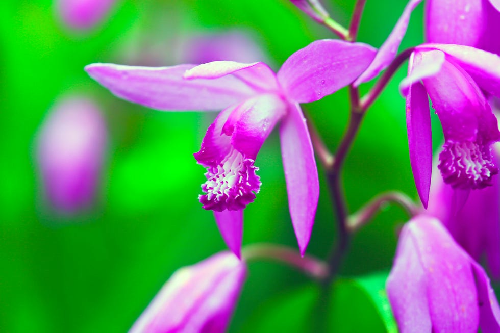 best shade perennials bletilla