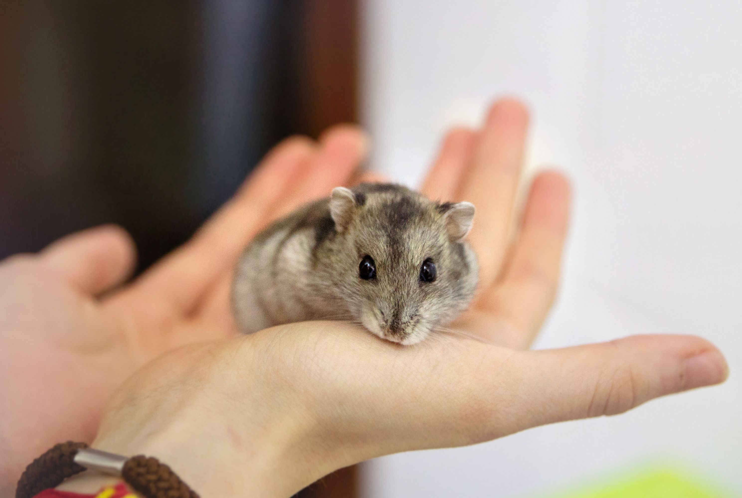 Best hamsters hot sale to handle