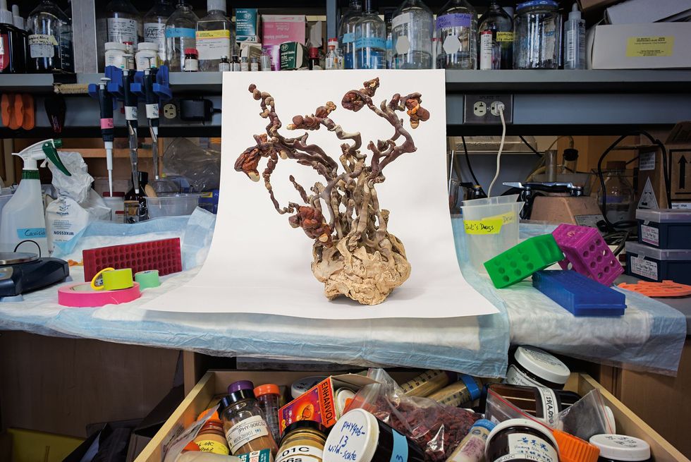 Farmacologen op Yale hebben in het lab deze schimmel Ganoderma tsugae gekweekt die bij dieren darmtumoren blijkt te laten slinken Hoogleraar Cheng YungChi De Chinezen gebruiken al eeuwenlang kruiden De uitdaging voor wetenschappers is te achterhalen welke recepten werken en waardoor