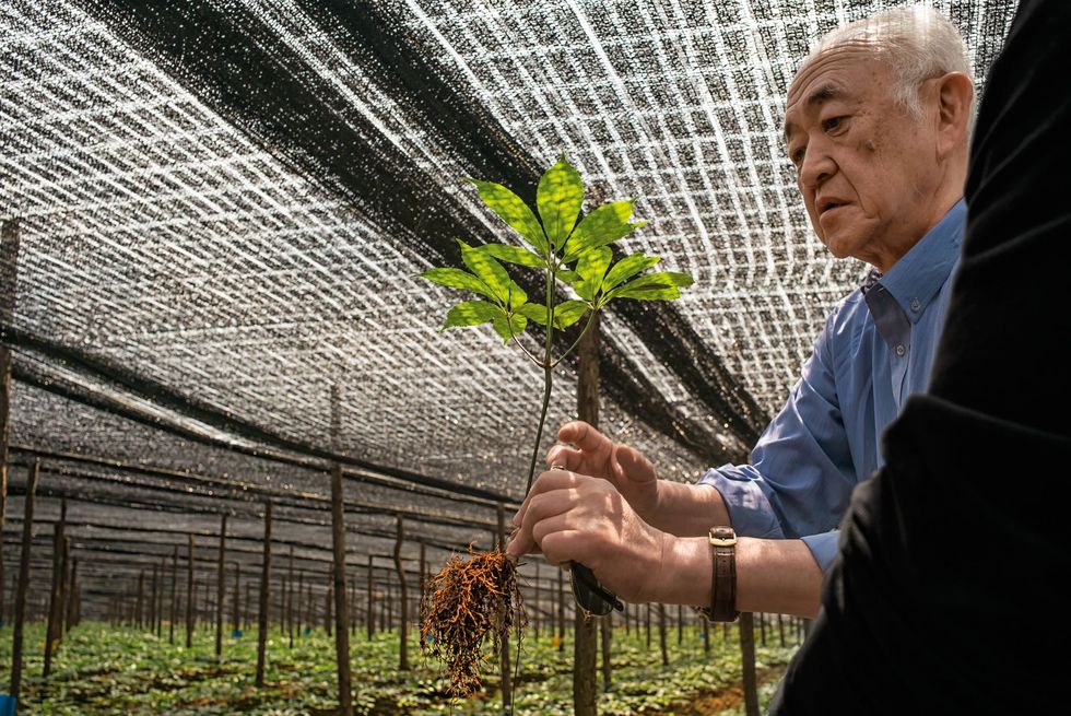 Professor YunChi Cheng van Yale onderzoekt een notoginsengplant in een onderzoekscentrum in de Chinese provincie Yunnan Cheng bestudeert kruidenmiddelen op basis van eeuwenoude Chinese recepten waaronder een kankermedicijn dat op dit moment wordt getest