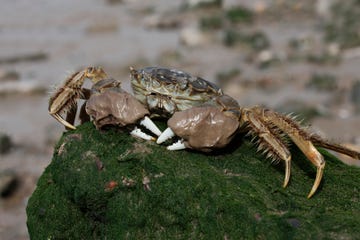 chinese wolhandkrab eriocheir sinensis in de rivier thames in londen