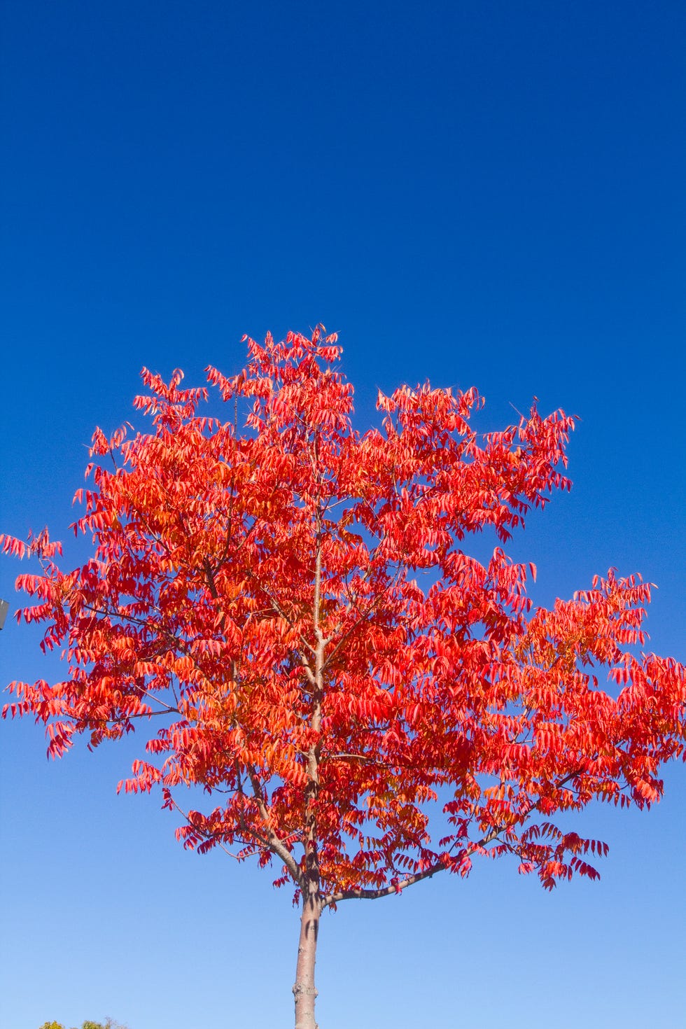 Chinese Pistache Tree