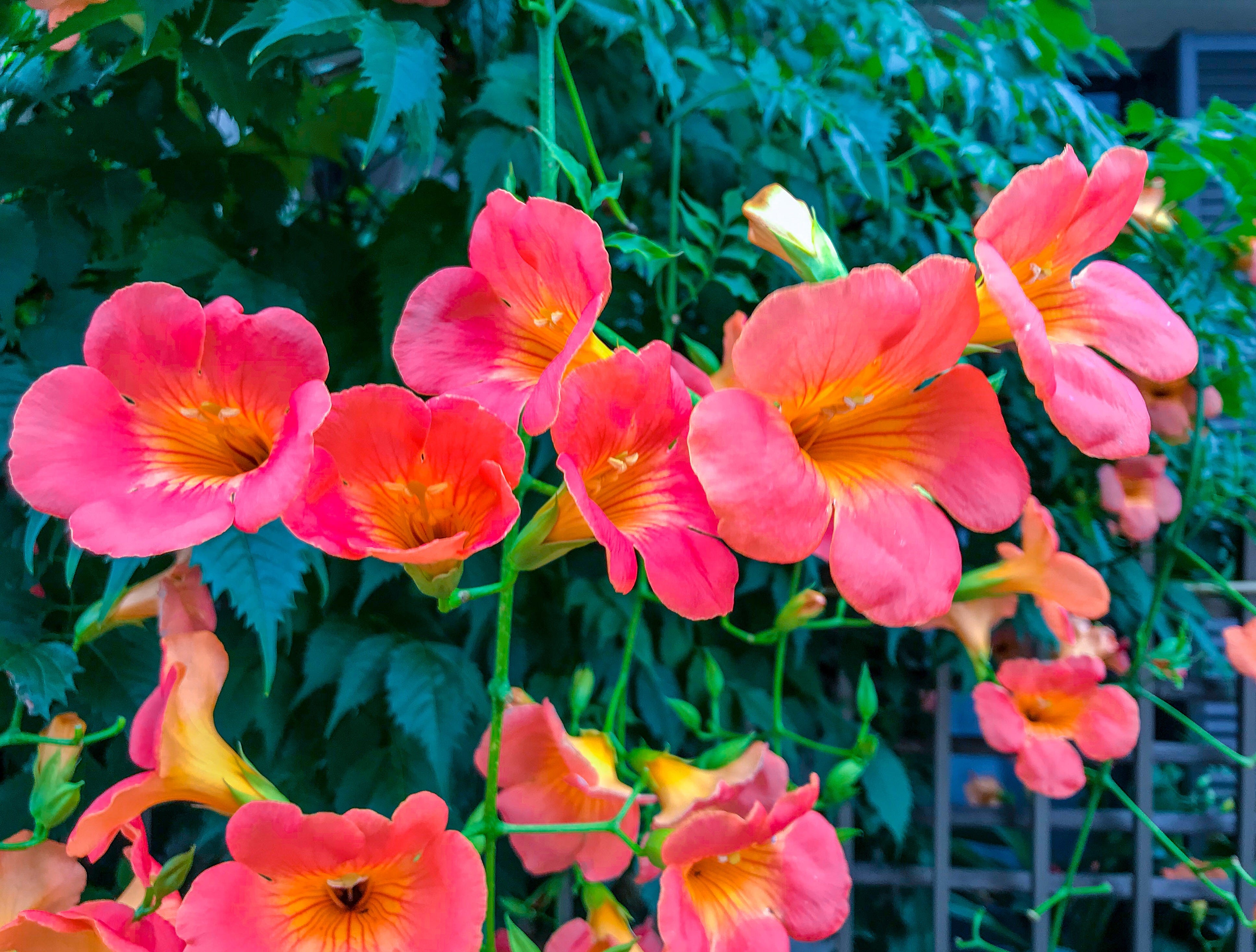 10 Best Flowering Vines and Vining Plants for Your Garden
