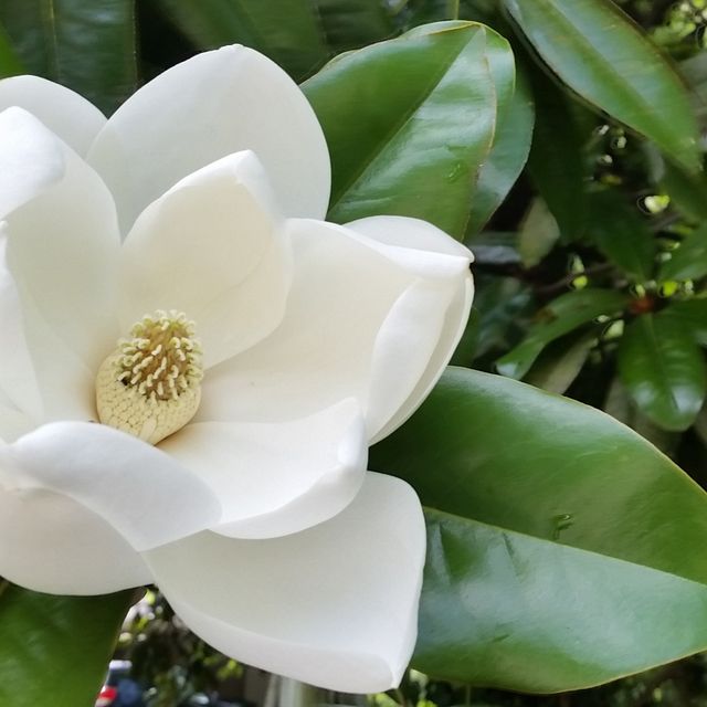 chip and joanna magnolia meaning