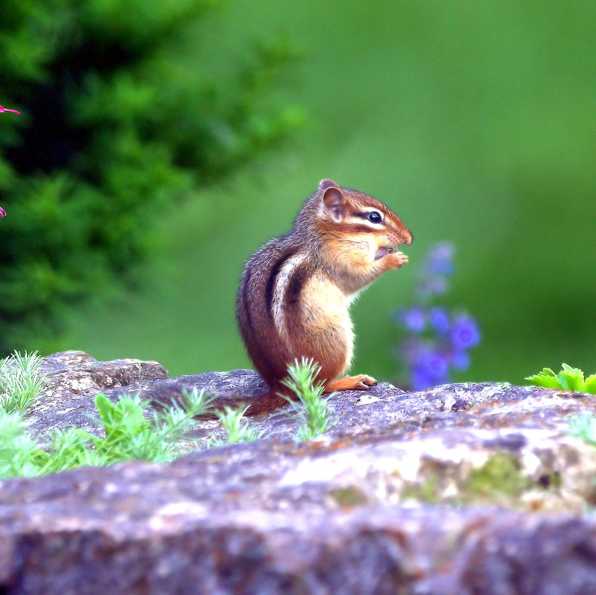Tips About How To Kill Chipmunks