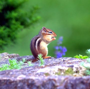 chipmunk eating on a stone wall in a colorful garden