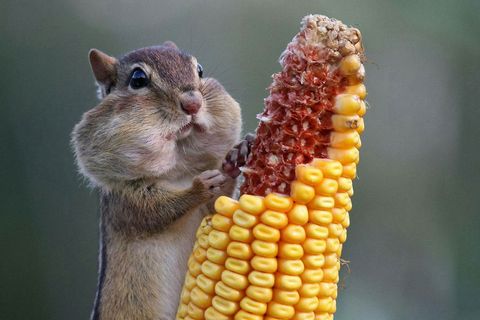 Corn on the cob, Squirrel, Sweet corn, Corn, Corn kernels, Eating, Vegetarian food, Snout, Rodent, Chipmunk, 