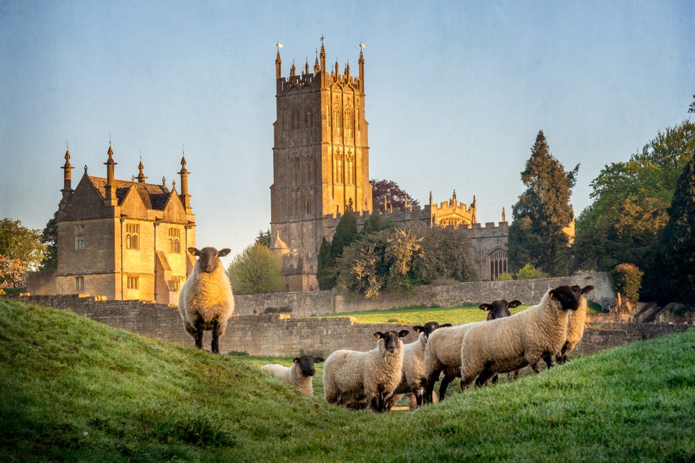 cotswolds   chipping campden church with sheep in foreground