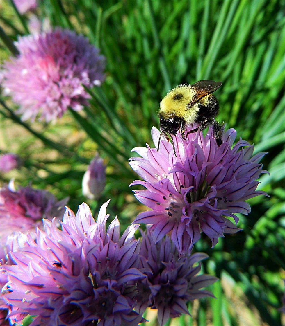 15 Best Plants That Attract Pollinators Best Flowers for Pollinators