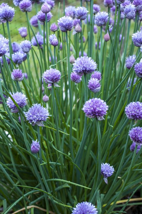chives growing in a field