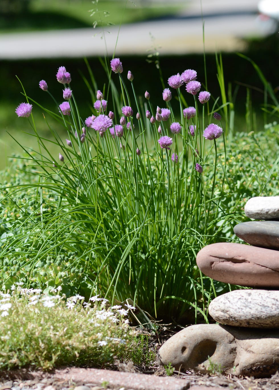 closeup of chives growing outside in a casual garden rock stacks