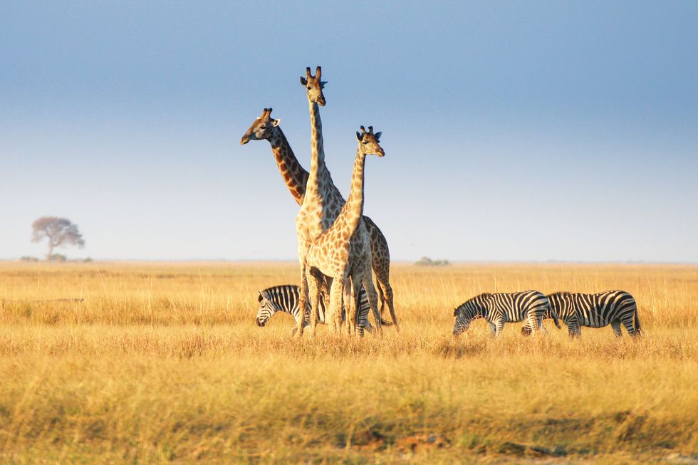 giraffes and zebras in botswana