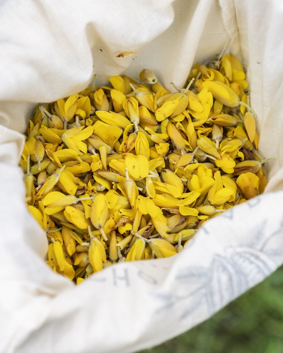 a sack of yellow gorse petals at chocolarder