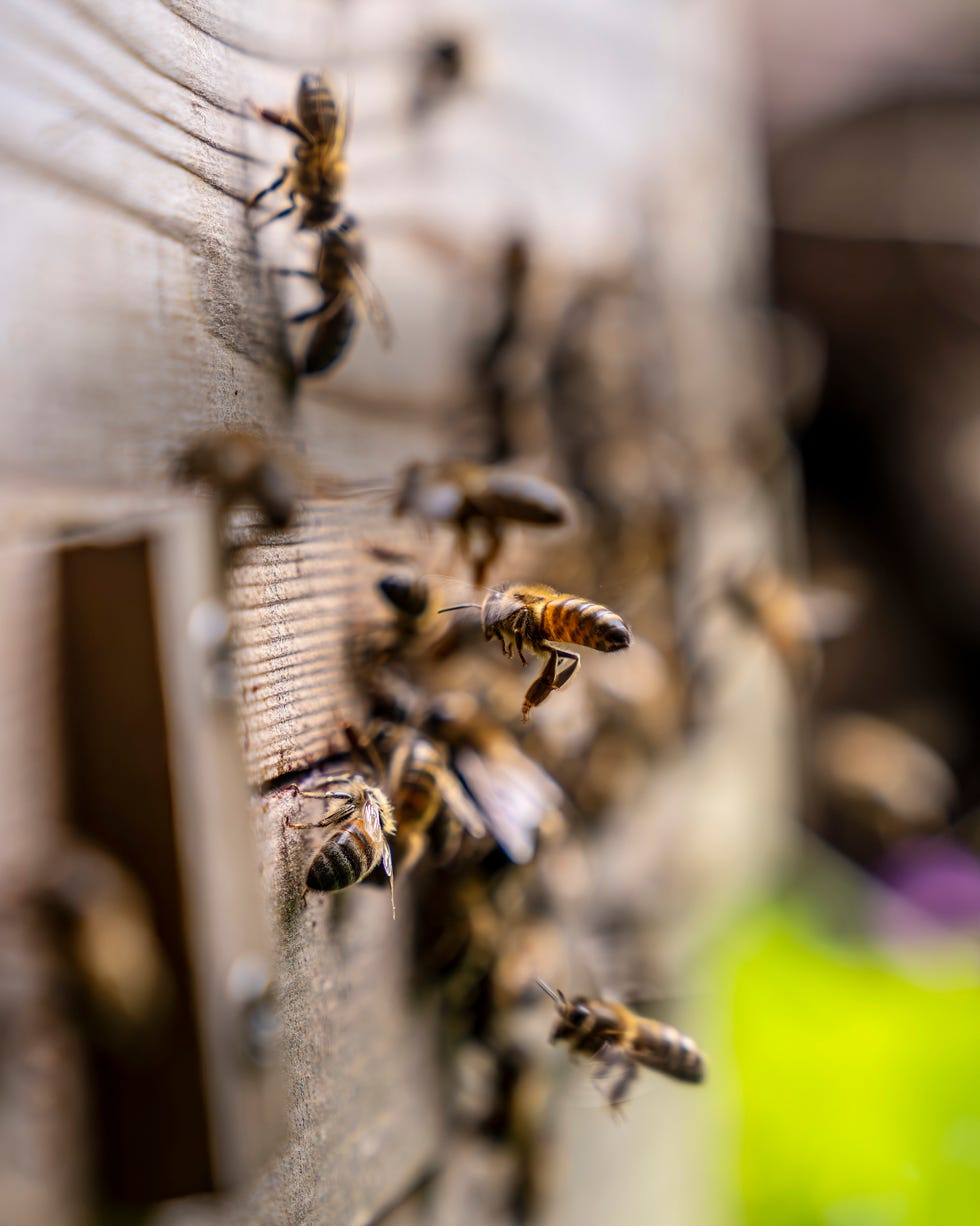 a hive with cornish black bees