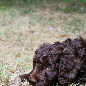 chocolate cockapoo puppy outside with stick