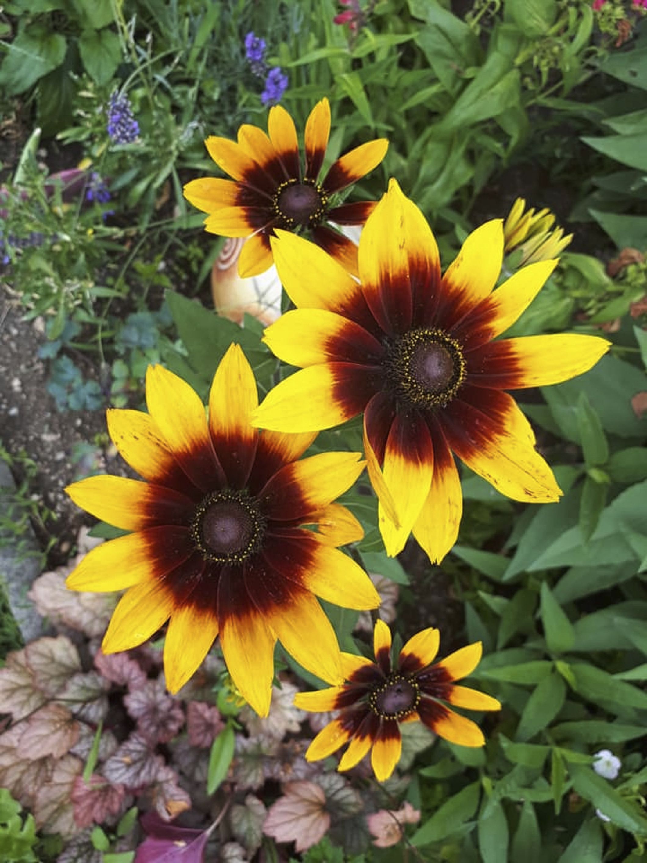 23 Types Of Daisies from Wildflower to Wild