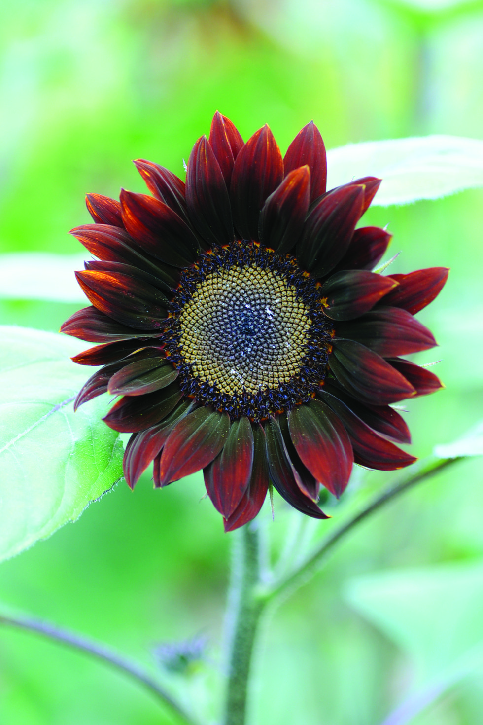 chocolate sunflower