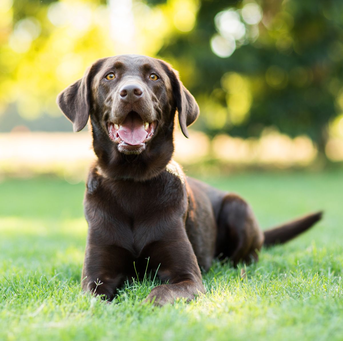 What Your Dog'S Poop Reveals About Their Health
