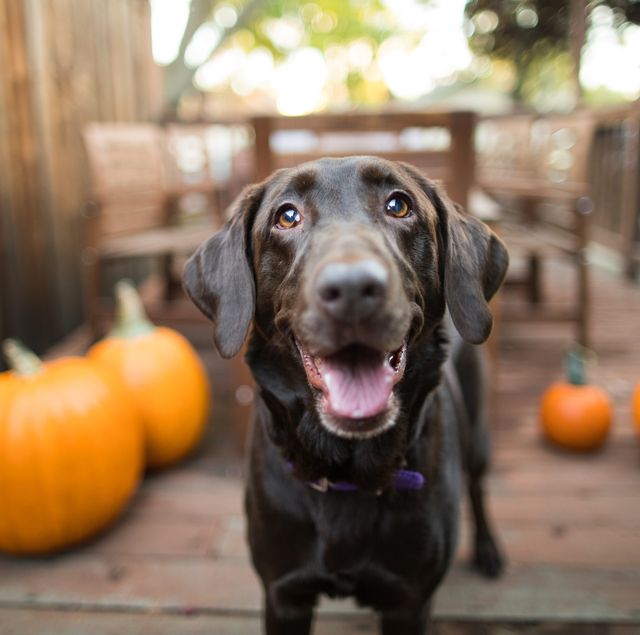 Can Dogs Eat Pumpkin Pie? - Is Pumpkin Pie Safe for Dogs?