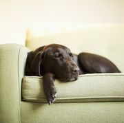 chocolate labrador resting on sofa