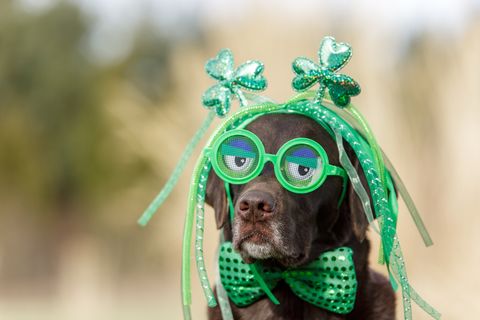chocolate labrador wearing funny glasses on saint patrick's day