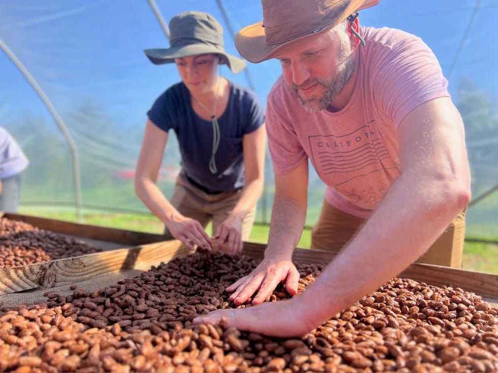 two individuals working together to sort cacao beans in a greenhouse