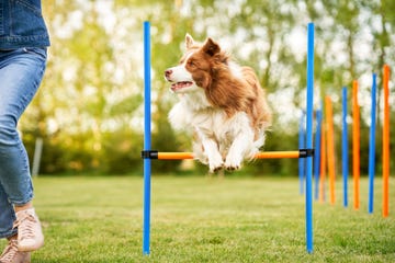 chocolate white border collie with woman owner