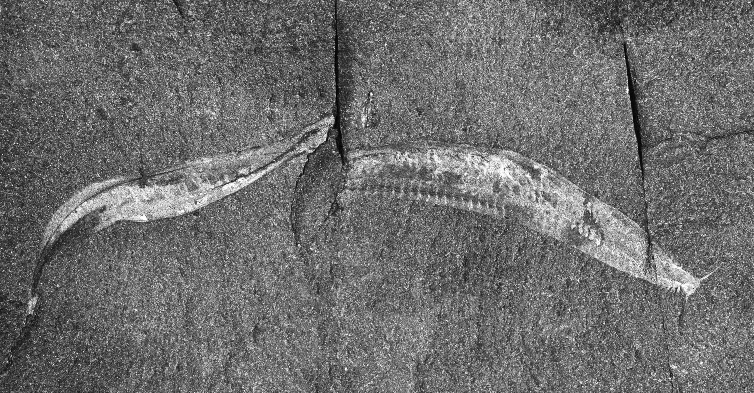 Scientists Find 520-Million-Year-Old Fossil With Brains and Guts