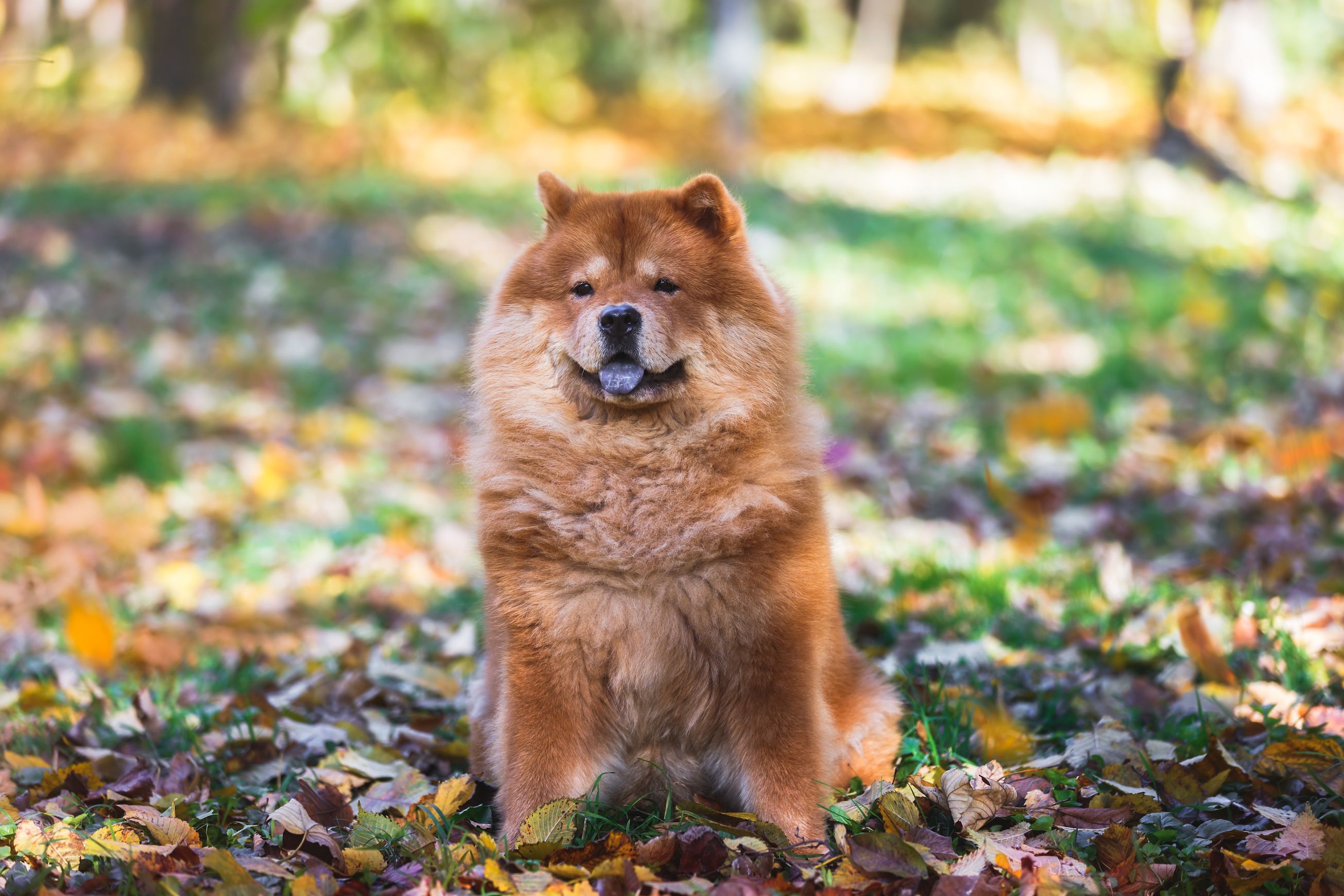 Chow chow family on sale dog