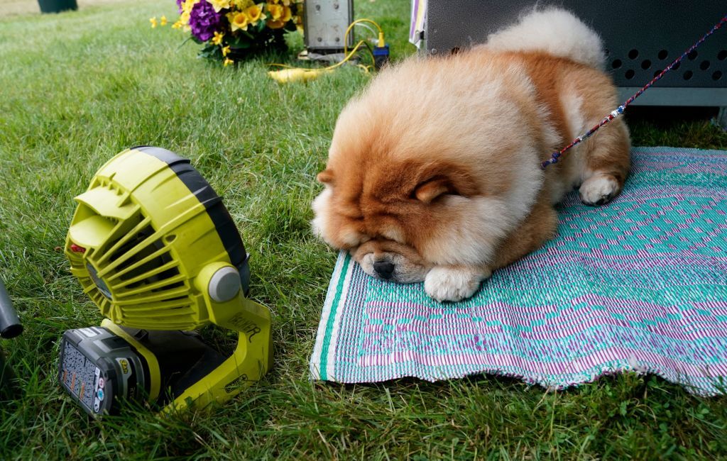 Chow chow dog clearance show