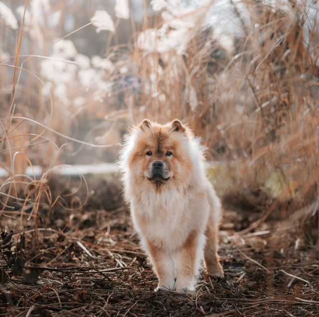 portrait of a chow chow dog