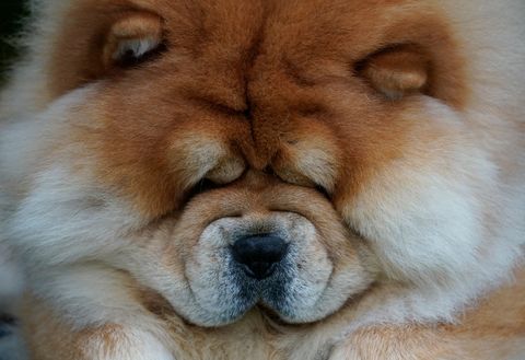 close up of chow chow at westminster dog show