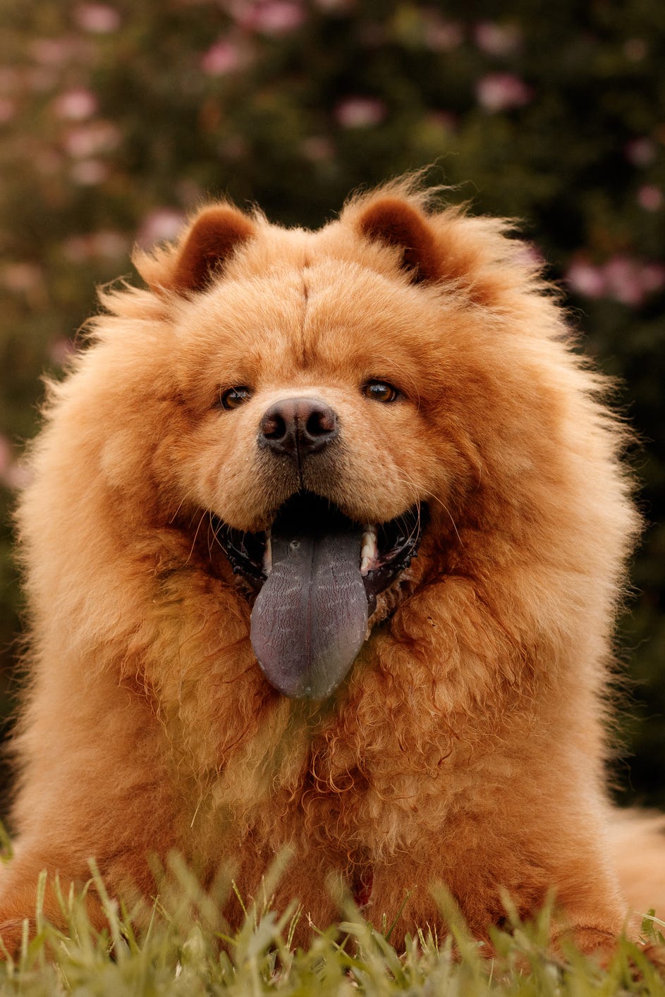 cutest dog breeds chow chow