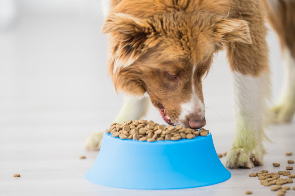 FDA Links 16 Dog Food Brands To Canine Heart Disease